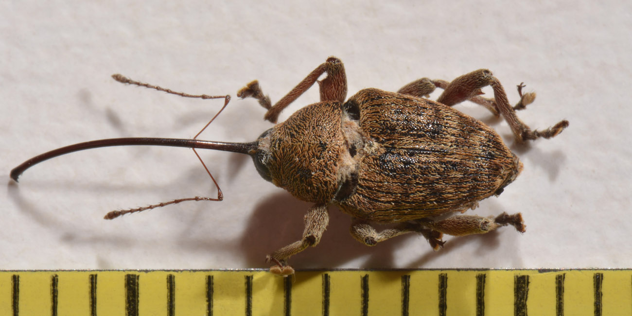 Curculionidae: Curculio elephas, femmina